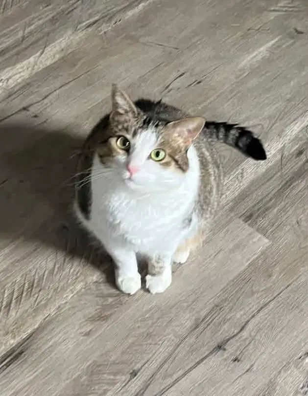 Jubilee - Tabby