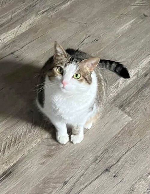 JUBILEE, a cat for adoption from Forgotten Felines Inc