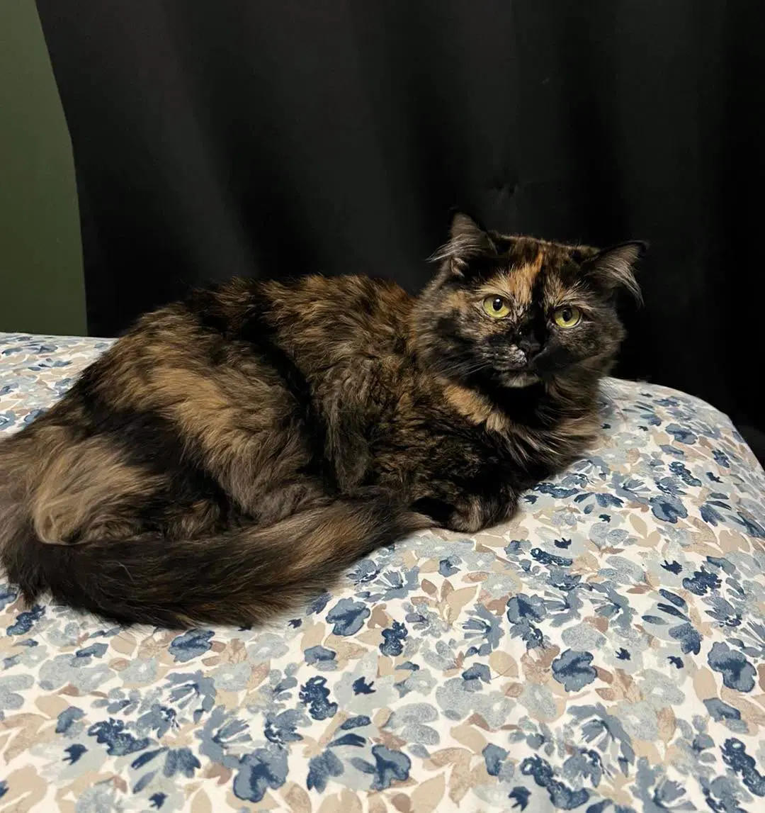 Boosters - Tortoiseshell