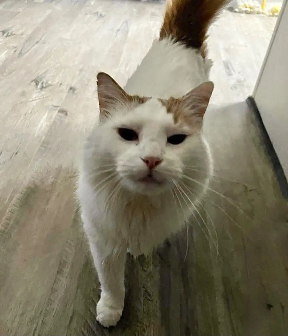 Gordan - Domestic Medium Hair