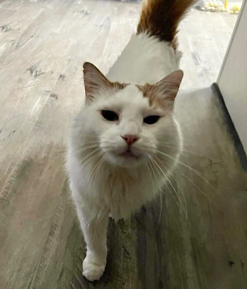 GORDAN, a cat for adoption from Forgotten Felines Inc