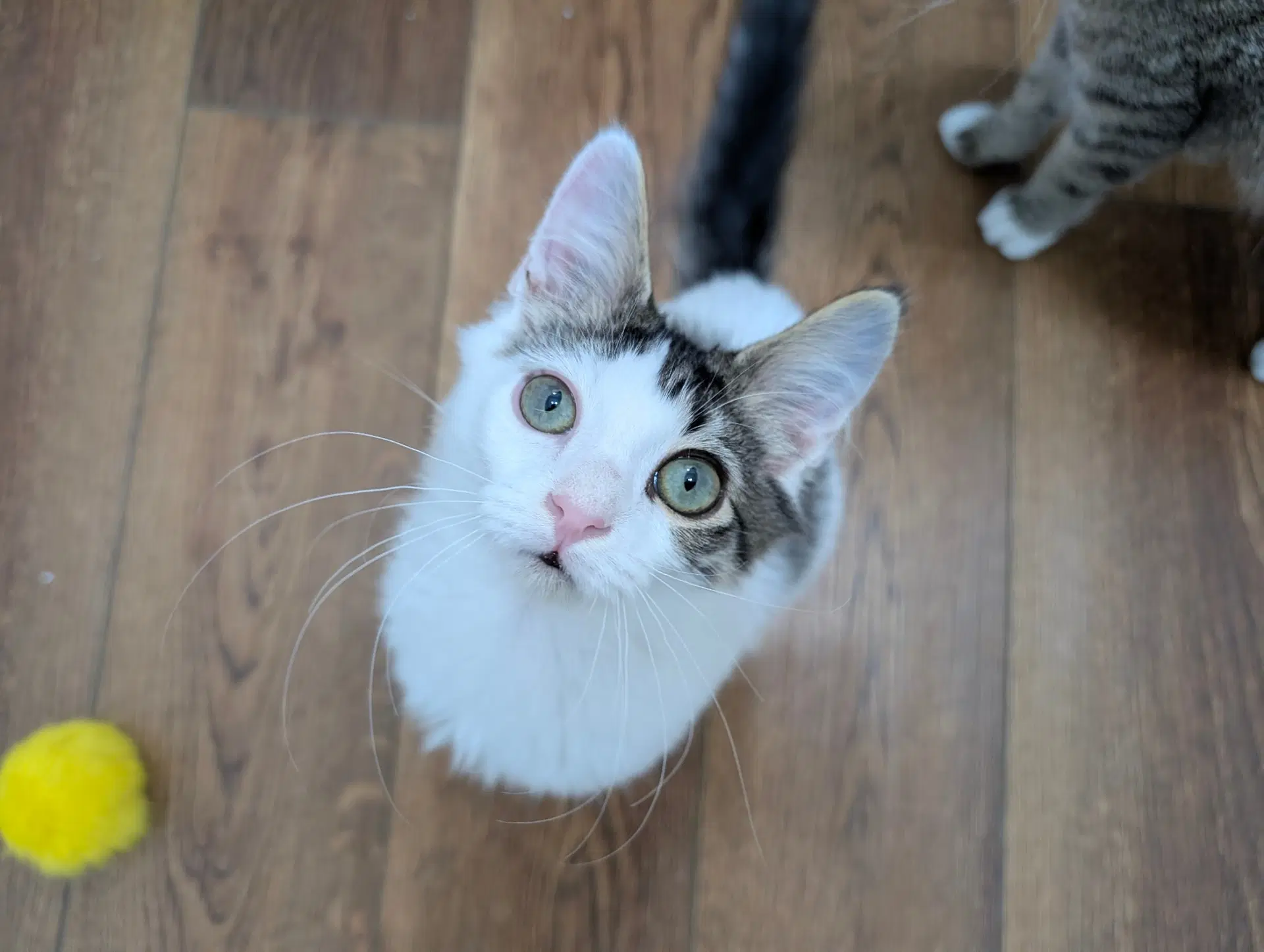 Fizz - Domestic Medium Hair
