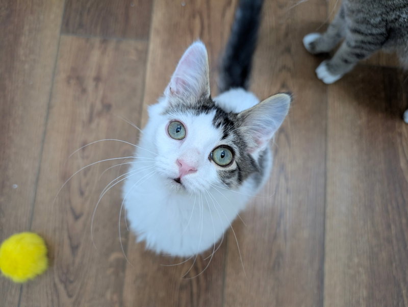 Fizz, a young male cat up for adoption