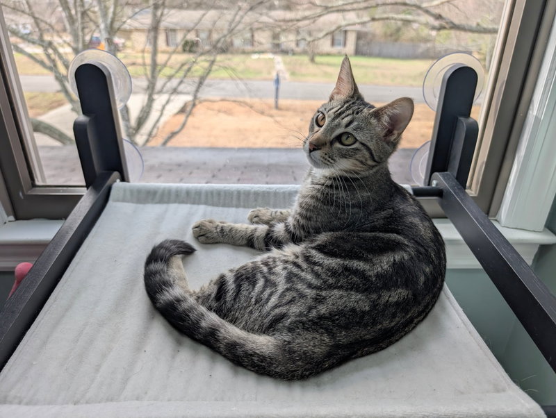 Whiskey, a young male Tabby cat up for adoption