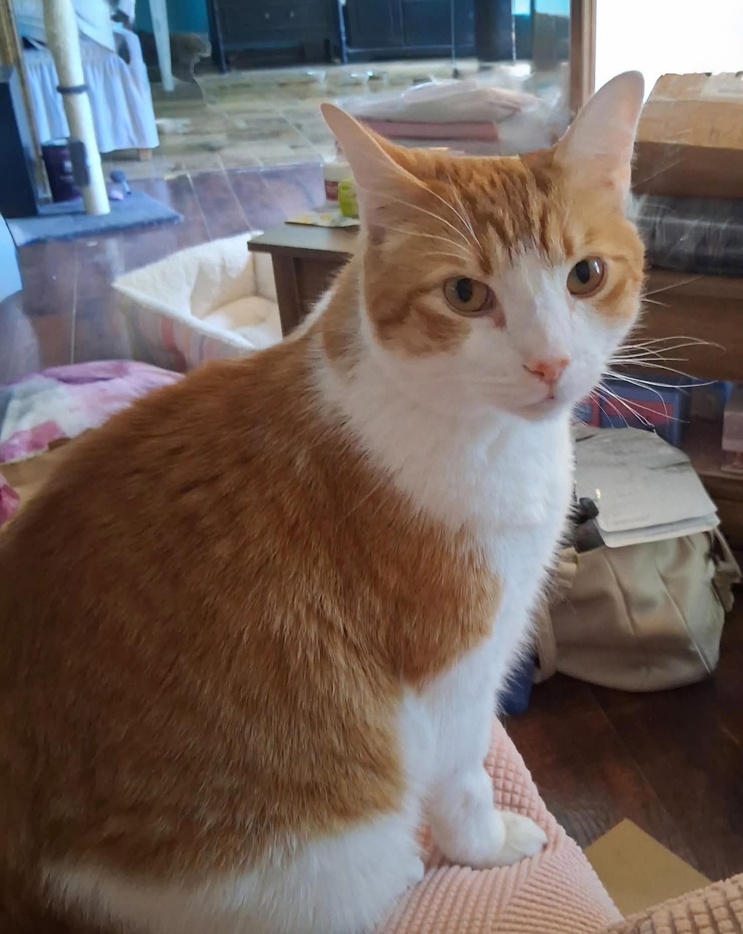 Pj, Tabby