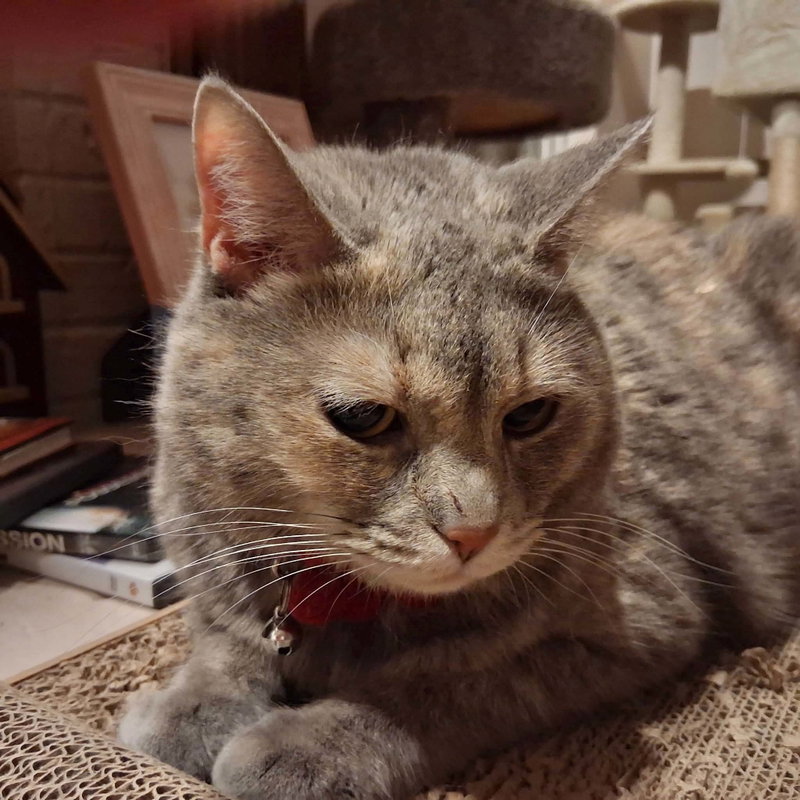Jackie Blue, an adult female Dilute Calico cat up for adoption