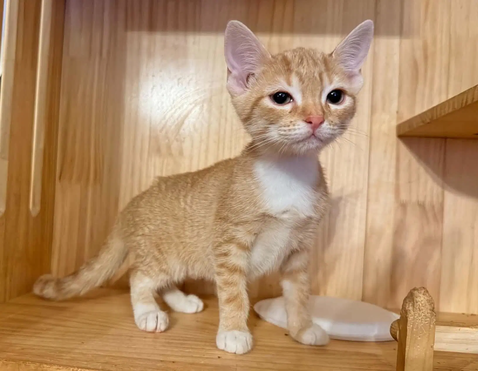 Robyn - Tabby