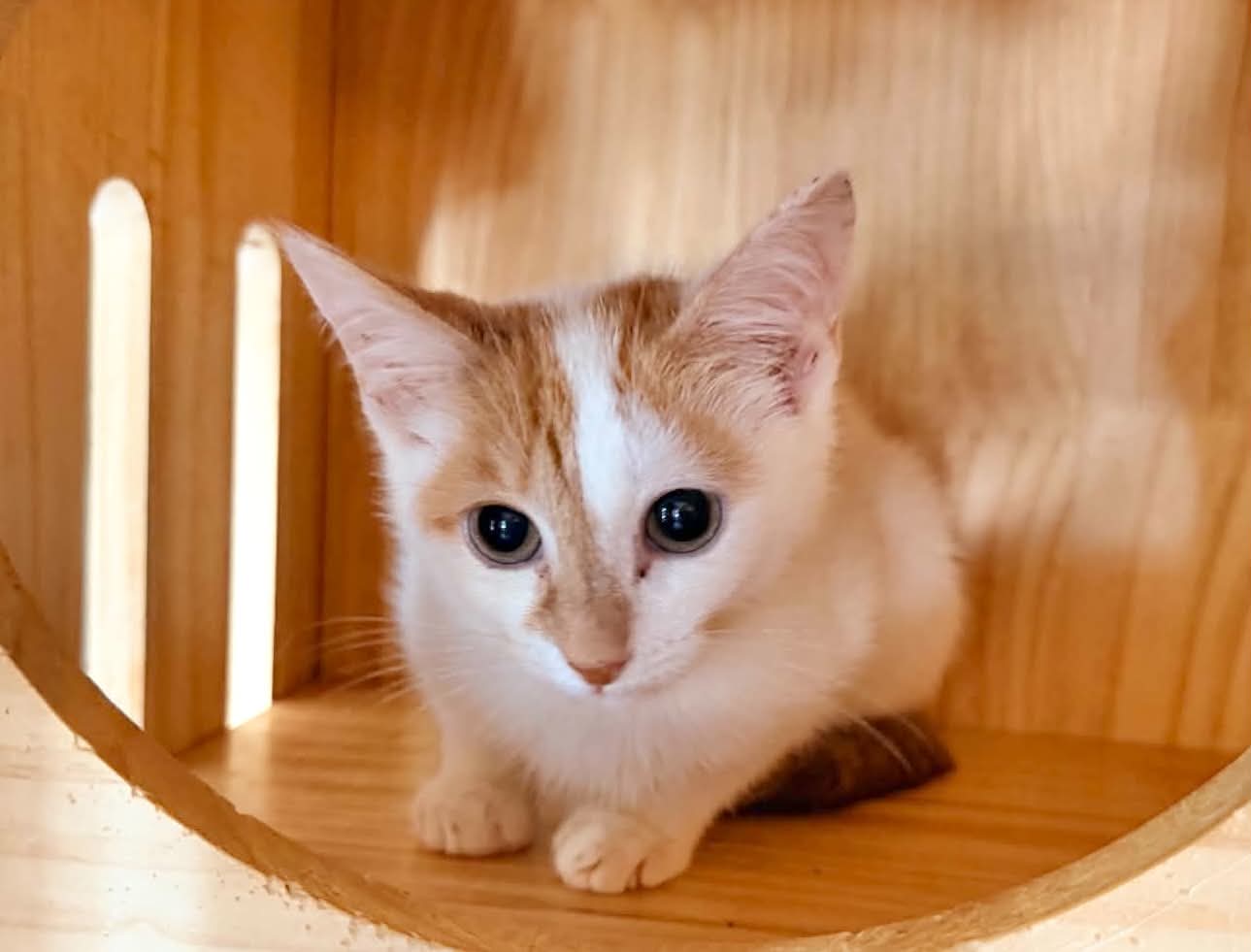 Anderson, Tabby