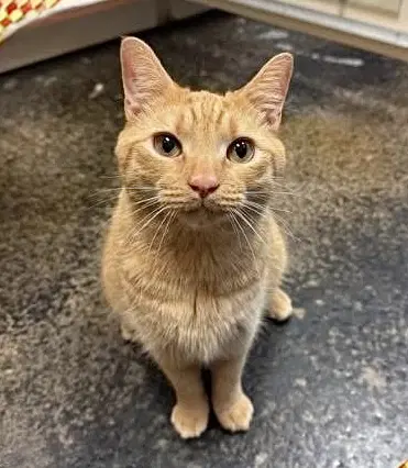 Baby O - Tabby