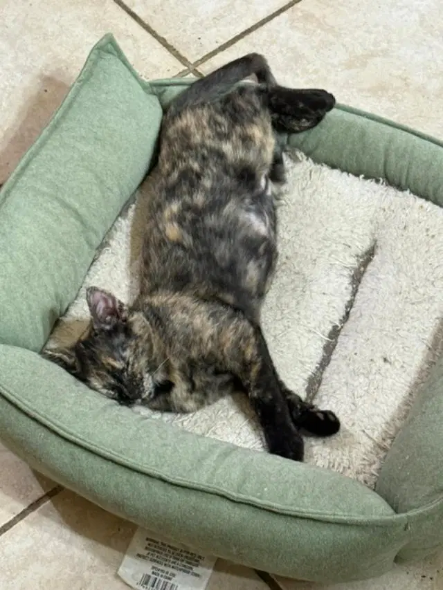 Snickers image 4