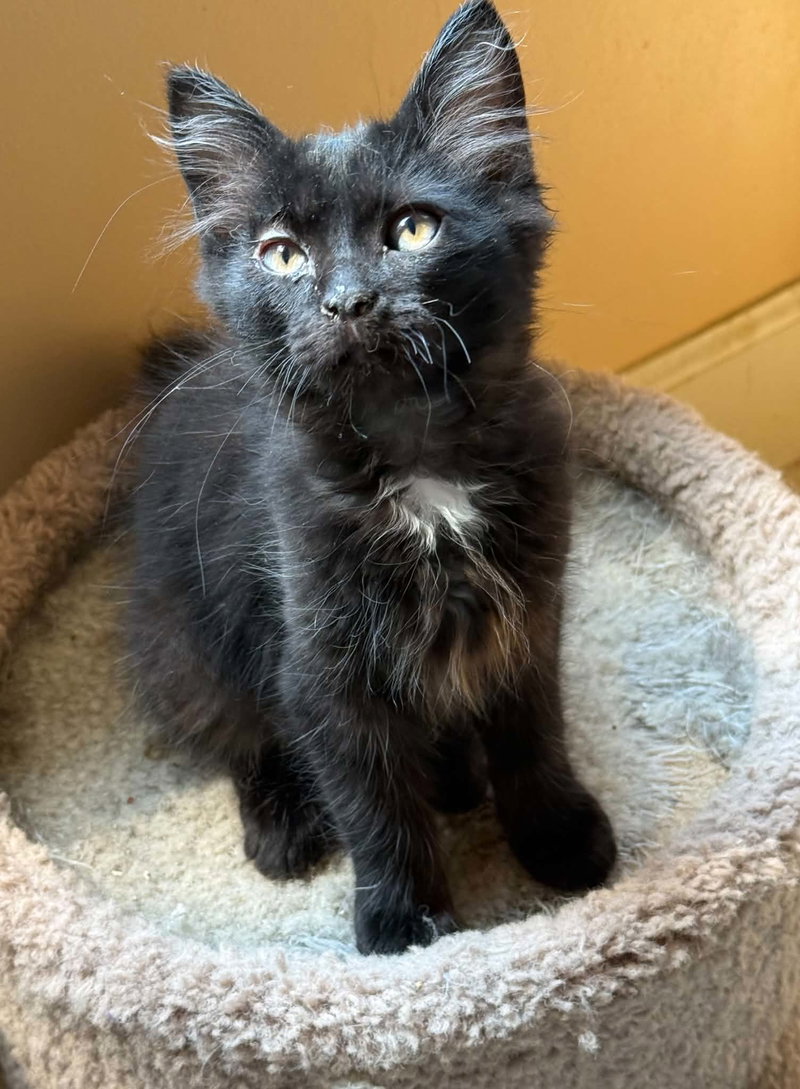 Oreo, a male Tuxedo kitten up for adoption