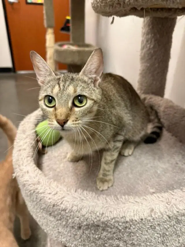 Elizabeth - Tabby
