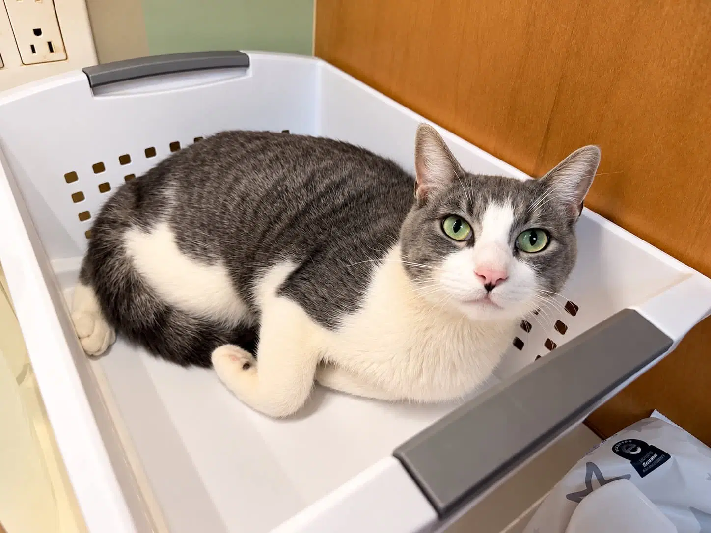 Miso - Tabby