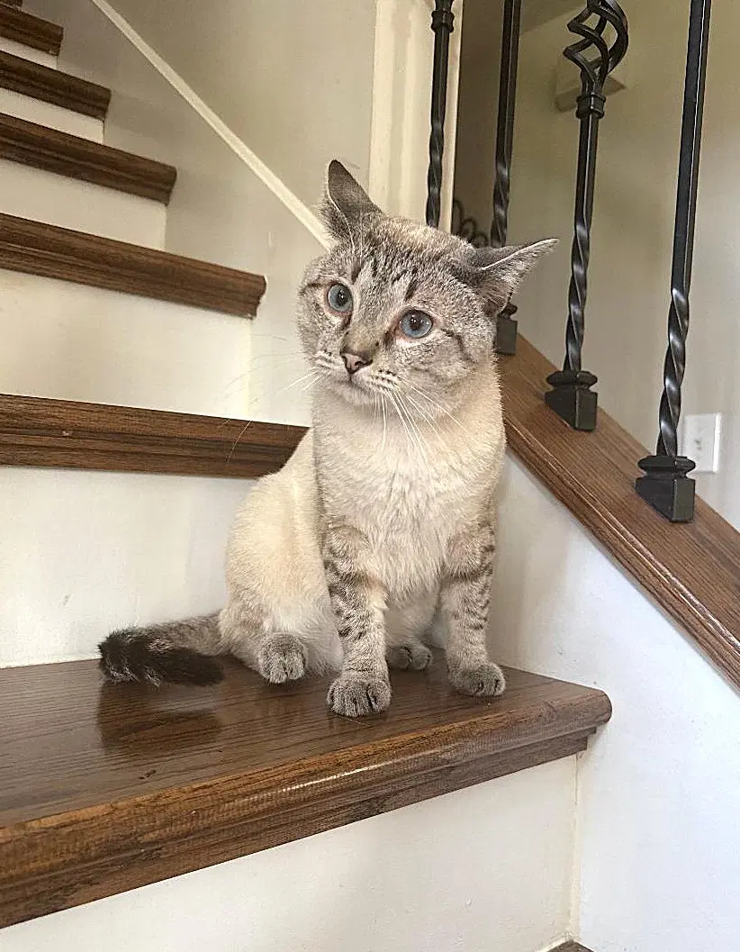 Etouffee - Siamese