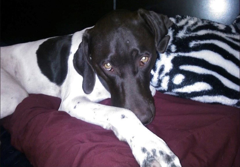 Adoptable Dogs In Your Local Shelter L Adopt A Pet L Aspca Adoptable Dogs In Your Local Shelter L Adopt A Pet L Aspca