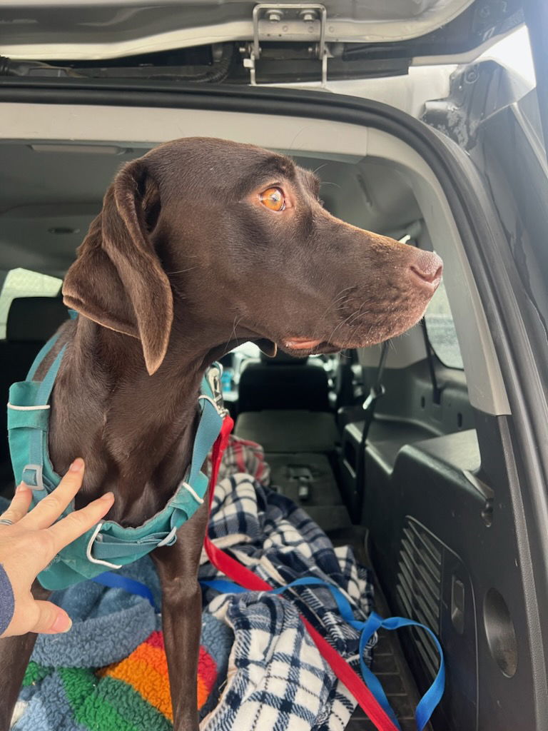 Dog for Adoption - Cocoabean, a German Shorthaired Pointer in Santa ...