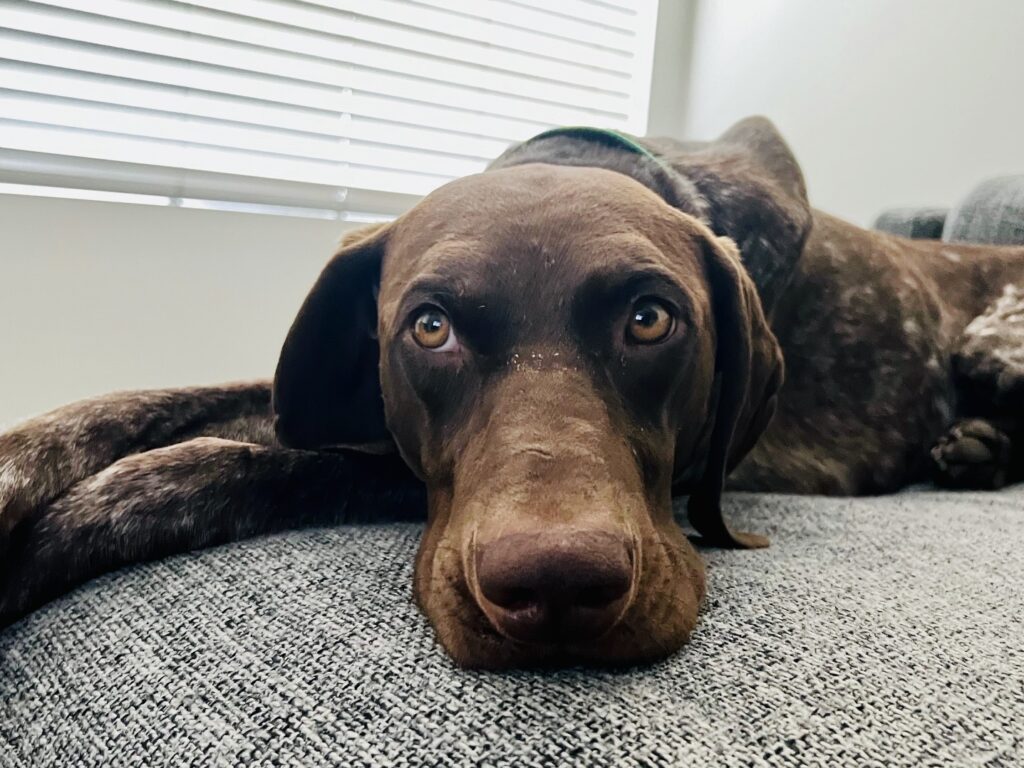 adoptable Dog in Menlo Park, CA named Frodo