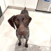 adoptable Dog in  named Kai