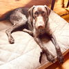 adoptable Dog in  named Eli