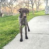 adoptable Dog in  named Viola