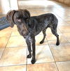 adoptable Dog in  named Knox