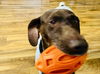 adoptable Dog in  named Blu