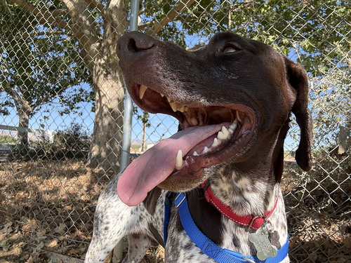 ELLIOT - German Shorthaired Pointer available for adoption