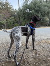 Elliot - Photo 3