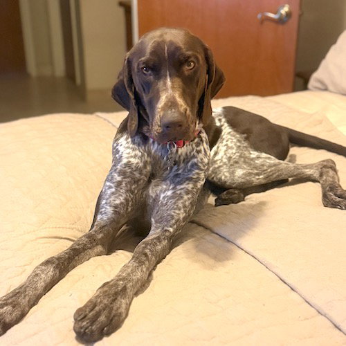 KODA
