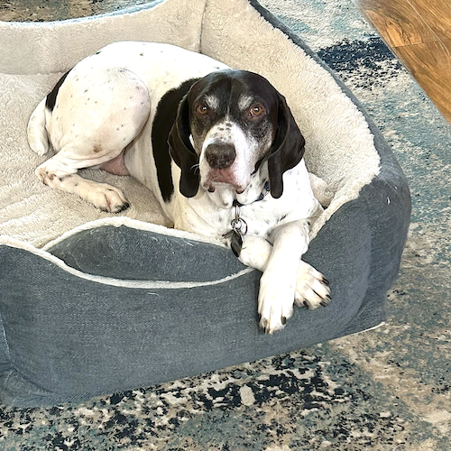 GERALD - German Shorthaired Pointer available for adoption