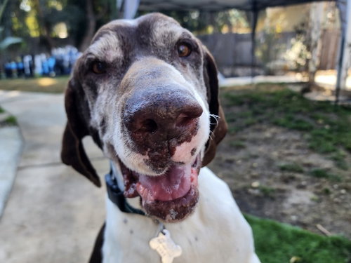 Merlin, an adoptable German Shorthaired Pointer in Menlo Park, CA