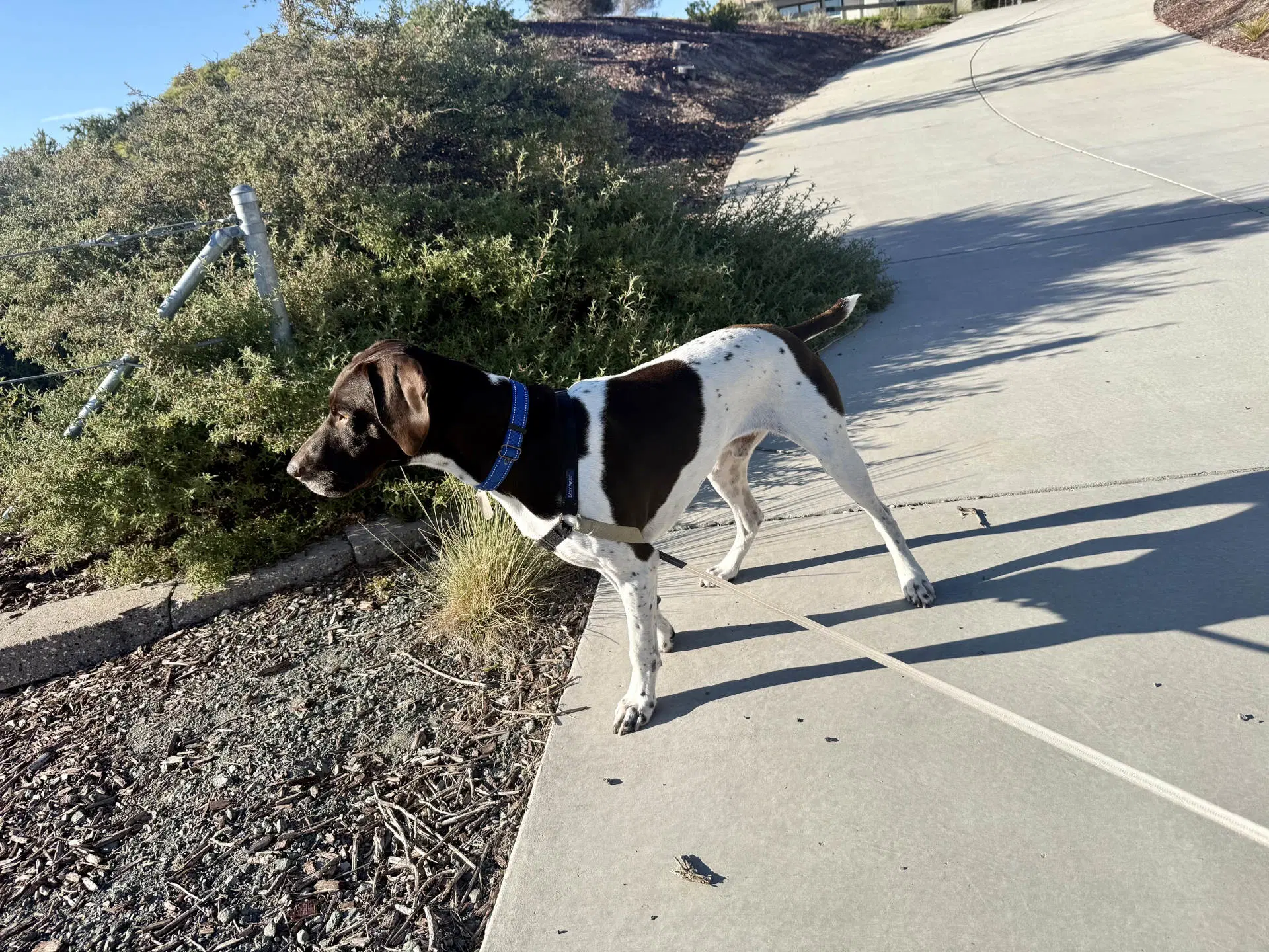 Alvin - German Shorthaired Pointer