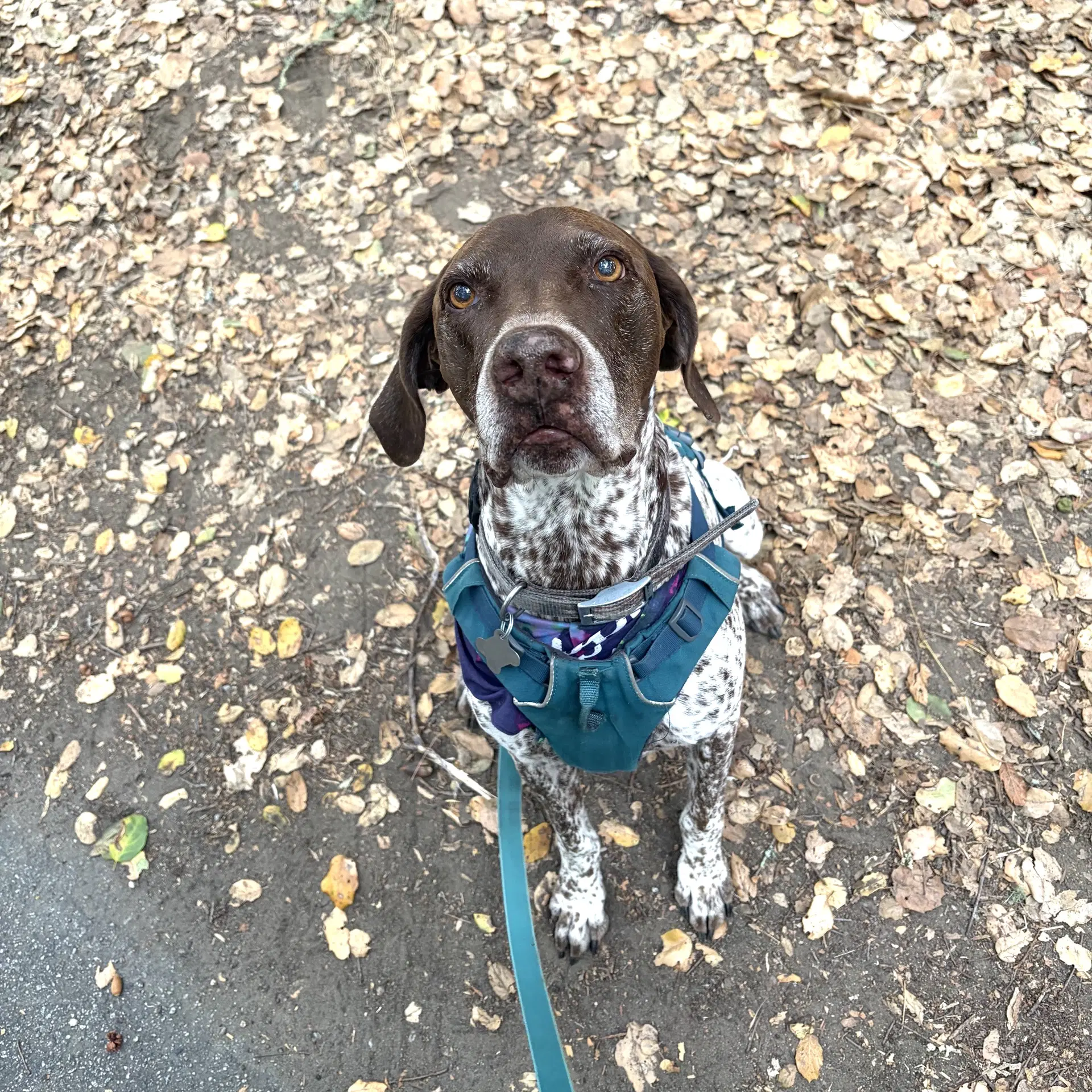Buddy image 2