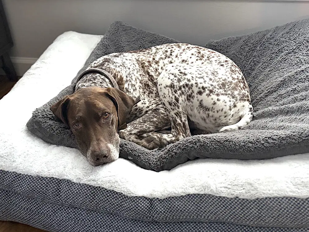 Buddy image 3