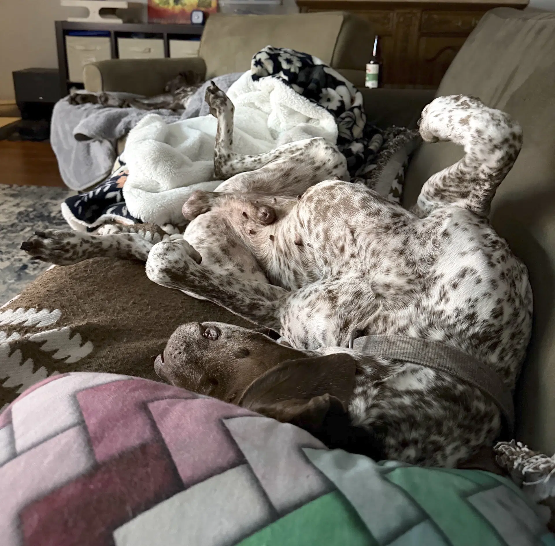 Buddy image 4