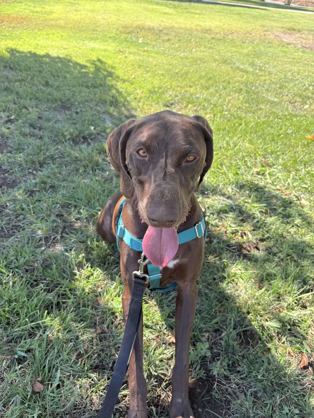 Kelso - German Shorthaired Pointer