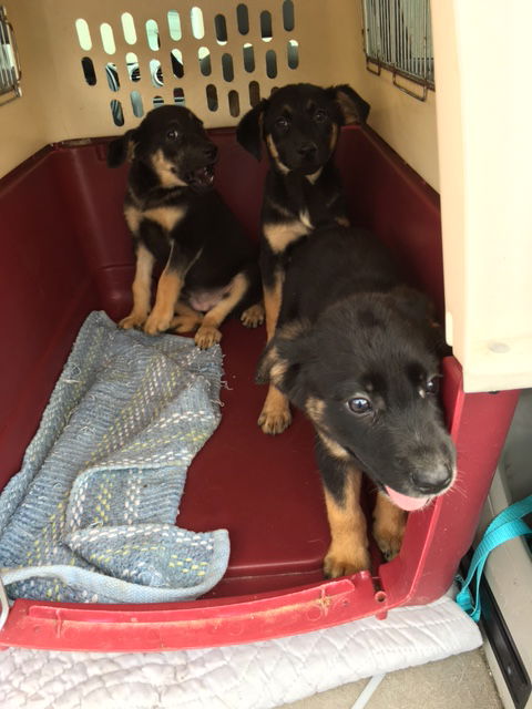 German Shepherd Mix Puppies
