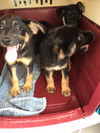 German Shepherd Mix Puppies