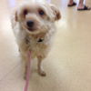 Yorkie