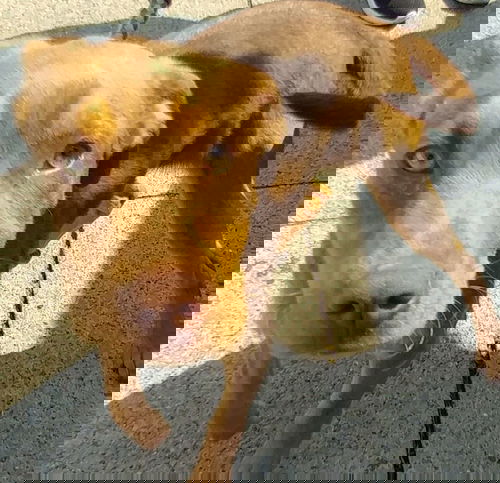 Jax