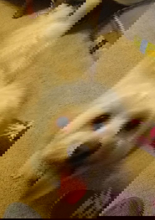 Mac