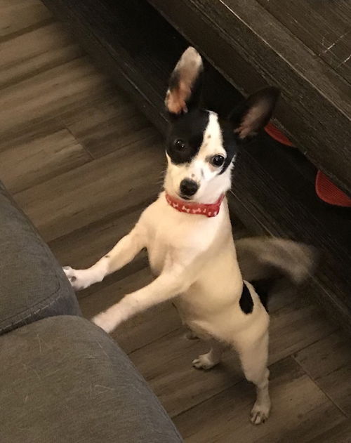Jax