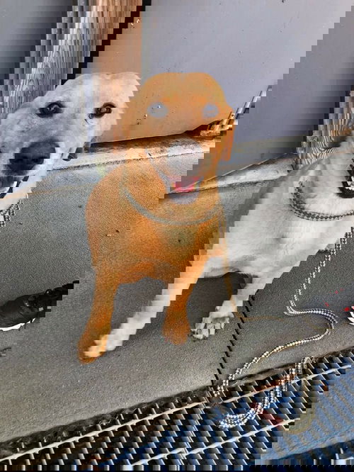 Jango