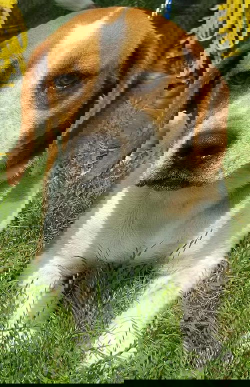 Mac