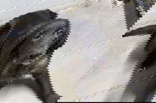 Jango