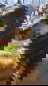 Runt