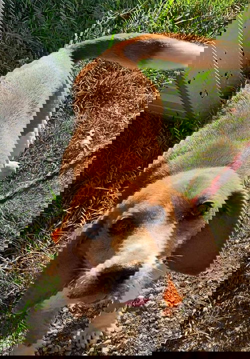 JD