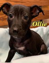 Ollie Puppy