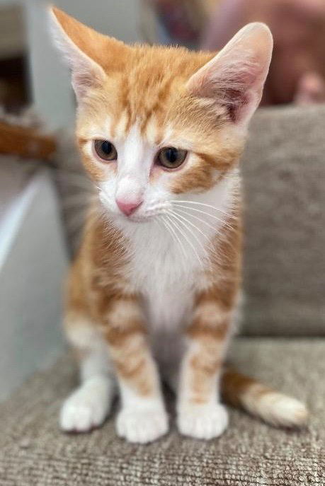 Galileo Jr.