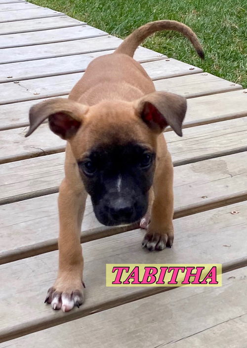 Tabitha - Bewitched Litter